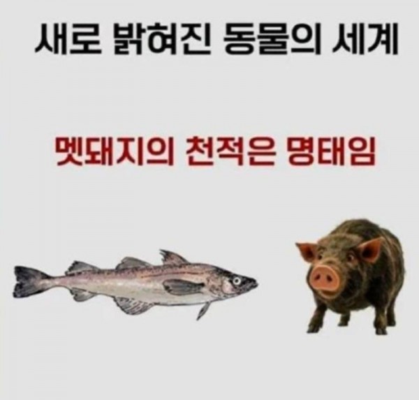 천적.jpg