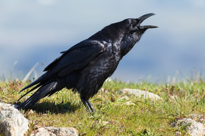 1620px-Corvus_corax_clarionensis,_Point_Reyes_National_Seashore.jpg 까마귀들이 지배하는 문명 세계를 알아보자
