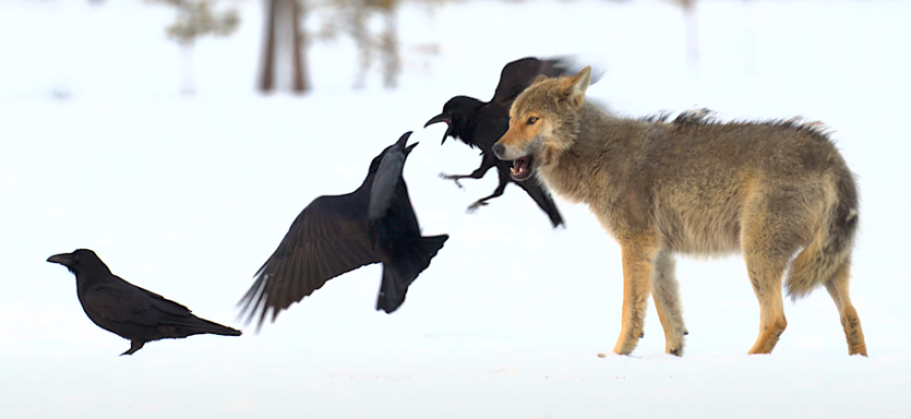 A_lone_wolf_with_ravens_and_crows_in_4K_HDR._09_(cropped).png 까마귀들이 지배하는 문명 세계를 알아보자