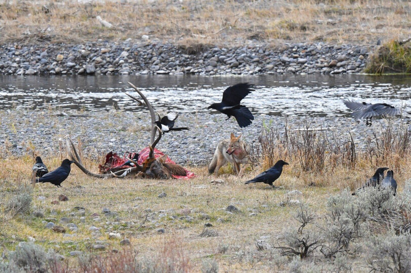 1620px-Elk_Carcass_&amp;_Coyote_(51631876792).jpg 까마귀들이 지배하는 문명 세계를 알아보자