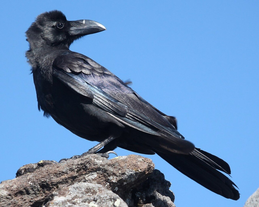 1350px-Corvus_macrorhynchos_(looking_back).jpg 까마귀들이 지배하는 문명 세계를 알아보자