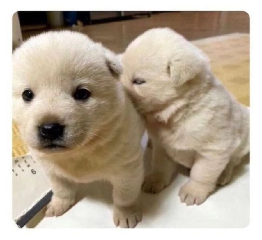 manipulate_img(this)