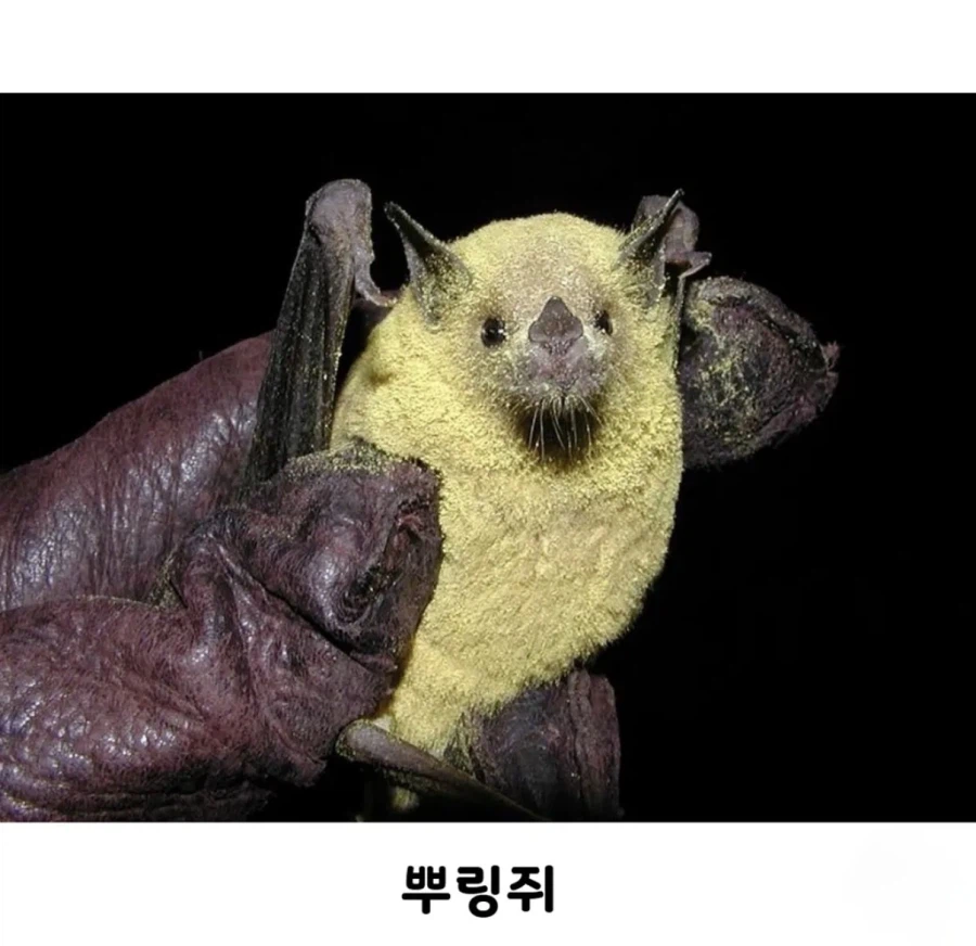 박쥐가 꽃가루를 옮기는방법_2.webp