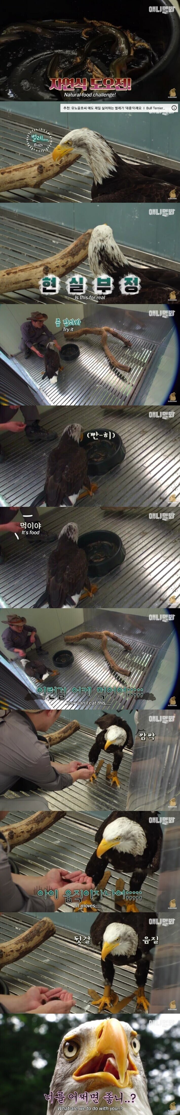 미국인들에게 인기가 많다는 동물농장 에피소드_3.jpg