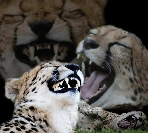 가수 김필이 노래를 안 부르면 뭔지 아세요?_3.webp